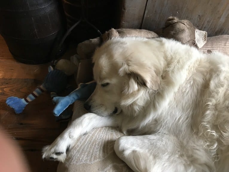 Virgil, a Great Pyrenees and Golden Retriever mix tested with EmbarkVet.com