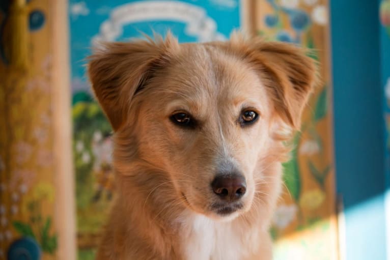 Cloé, an European Village Dog tested with EmbarkVet.com