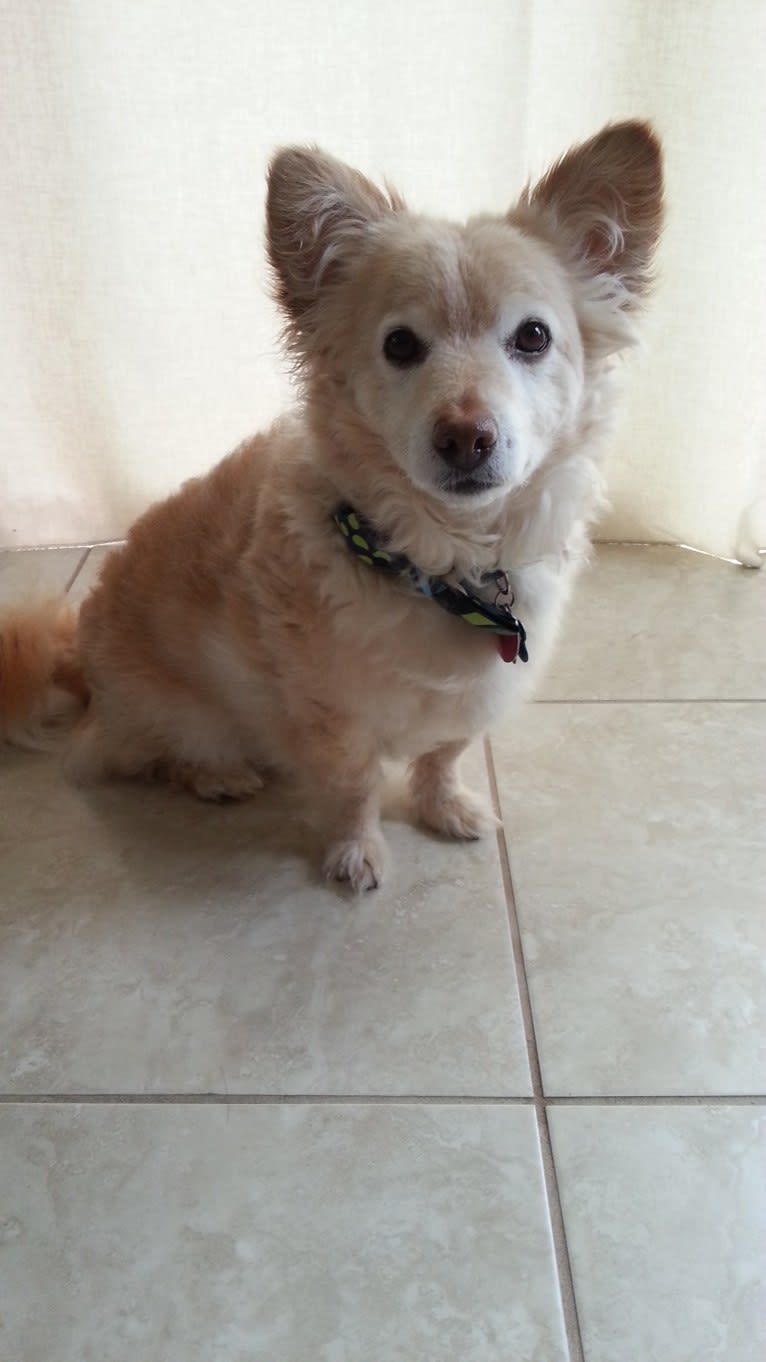 Hiroshi Katsu Matlock, a Poodle (Small) and Chihuahua mix tested with EmbarkVet.com