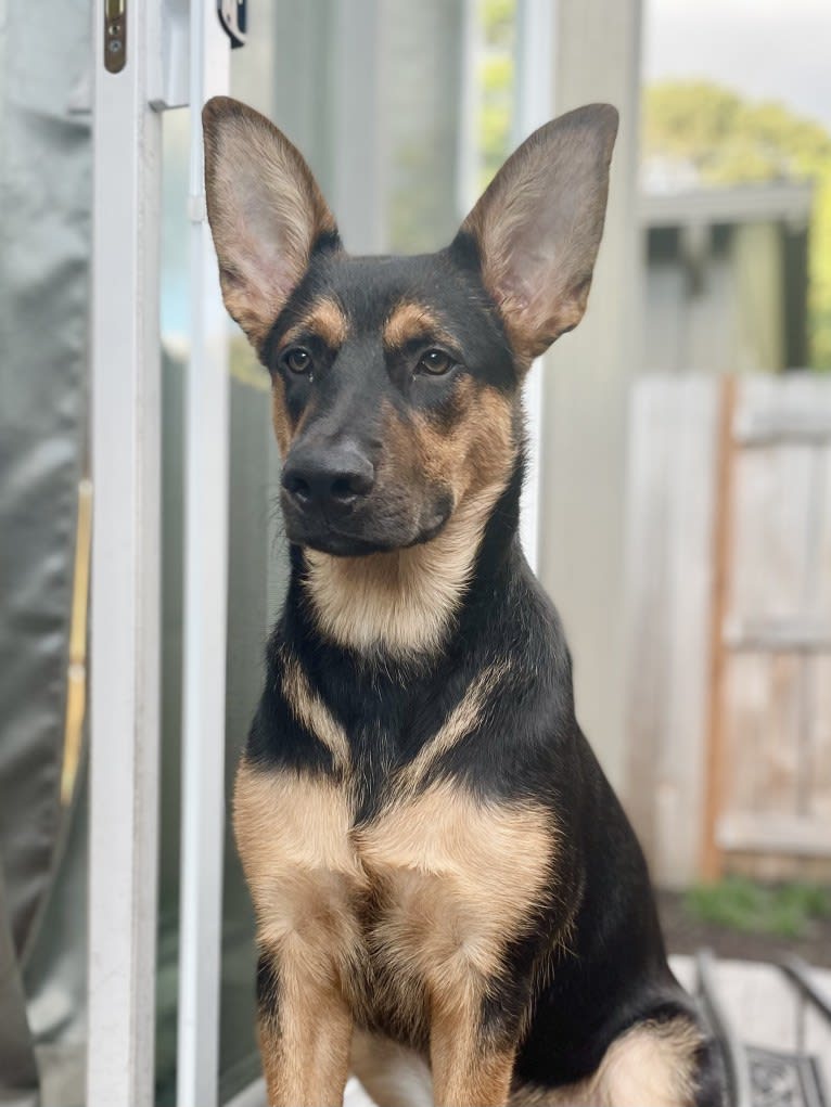 Rocky, a German Shepherd Dog and Australian Cattle Dog mix tested with EmbarkVet.com