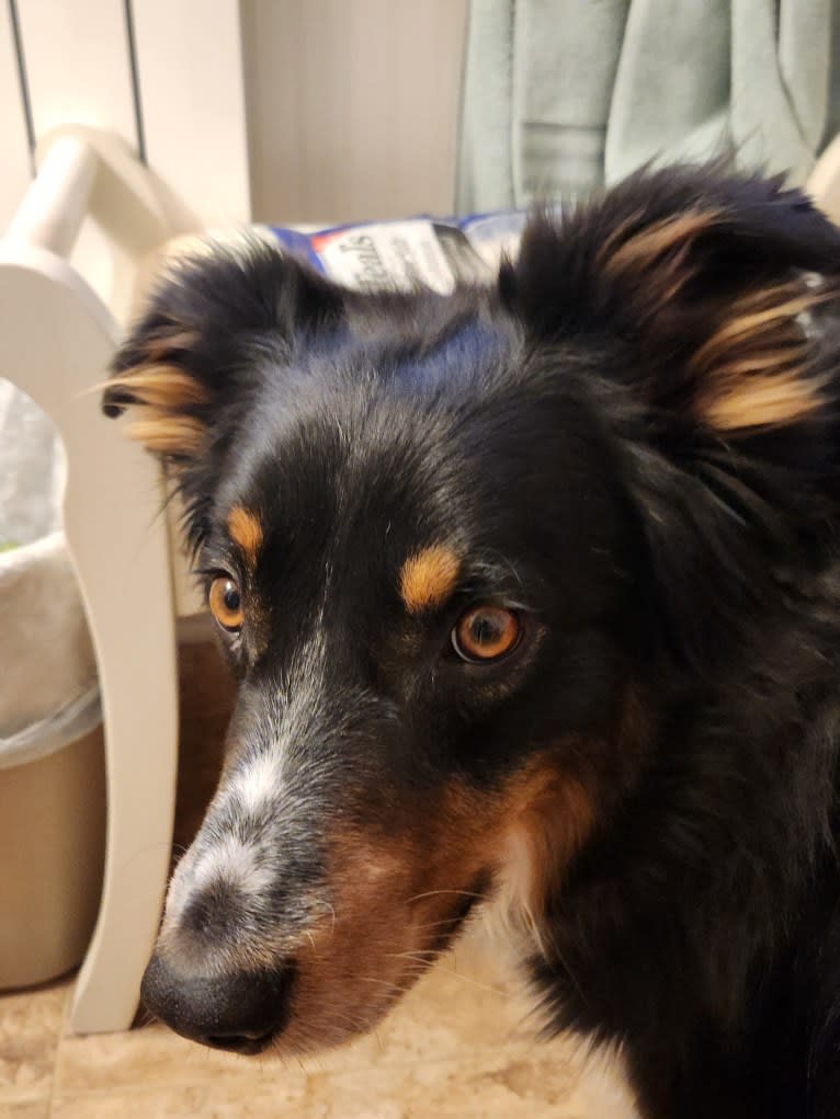 Lancer, an Australian Shepherd and Australian Cattle Dog mix tested with EmbarkVet.com