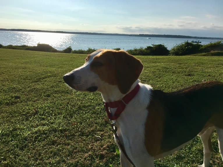 Riggins, an American Foxhound tested with EmbarkVet.com