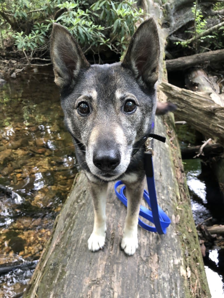 Gus, a Norwegian Elkhound and German Shepherd Dog mix tested with EmbarkVet.com