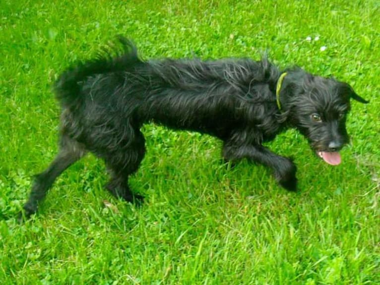 KIPPER DEE DIPPERS, a Chihuahua and Poodle (Small) mix tested with EmbarkVet.com