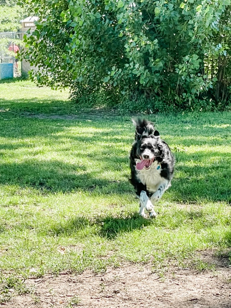 Mhysa, a Border Collie and Australian Shepherd mix tested with EmbarkVet.com