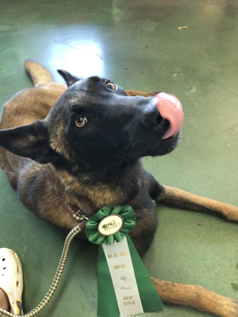 KHs Taking What’s Ours With Fire and Blood “Drogon” TKE RATN, a Belgian Shepherd tested with EmbarkVet.com