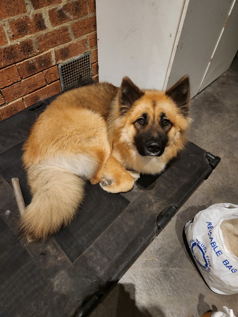 Tinos, a German Shepherd Dog and Alaskan Malamute mix tested with EmbarkVet.com