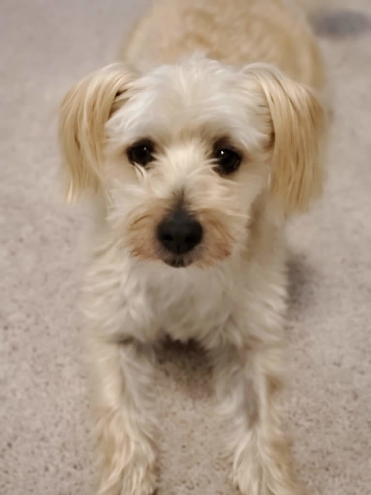 Bear, a Morkie tested with EmbarkVet.com