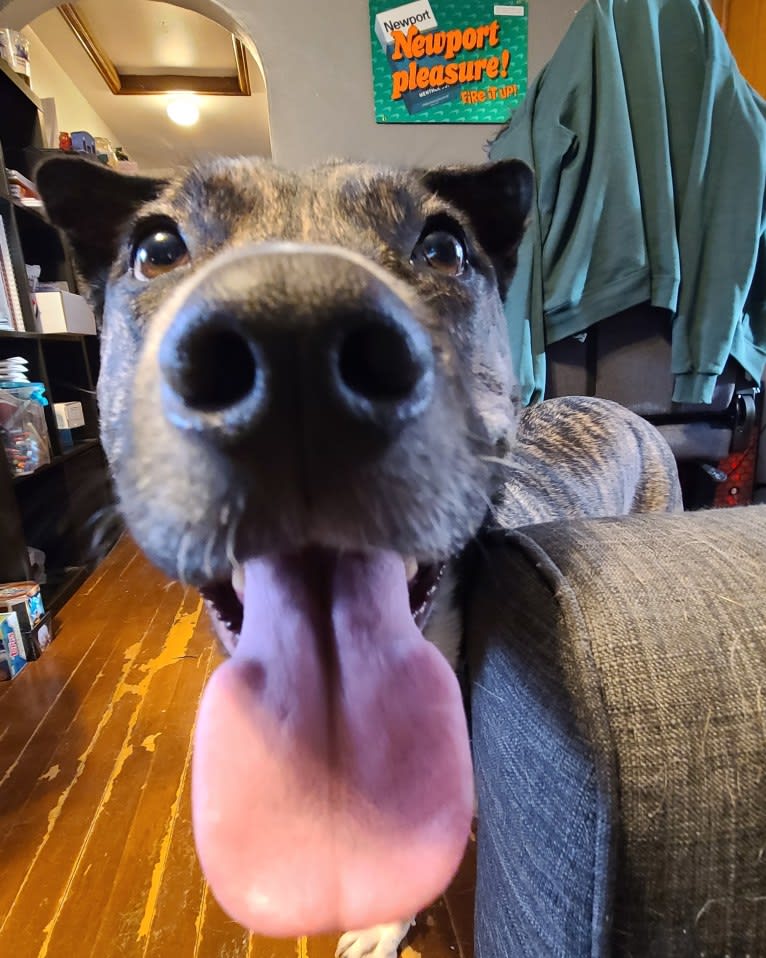 Latke, an American Pit Bull Terrier and Australian Cattle Dog mix tested with EmbarkVet.com