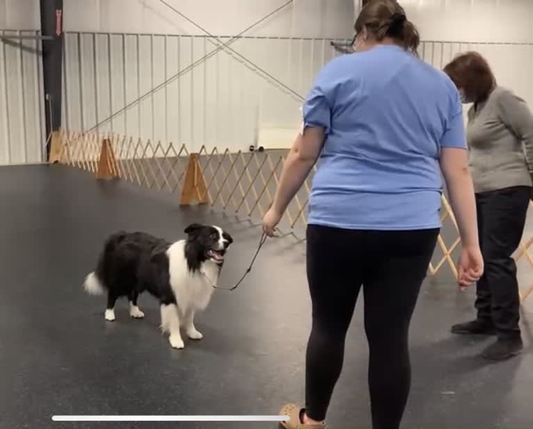 Bohdi, a Border Collie tested with EmbarkVet.com