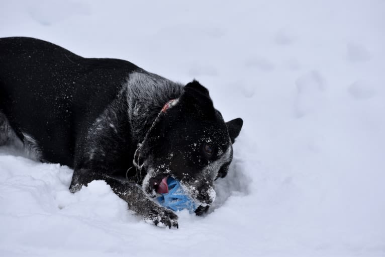 Mist, an Australian Cattle Dog and Australian Shepherd mix tested with EmbarkVet.com