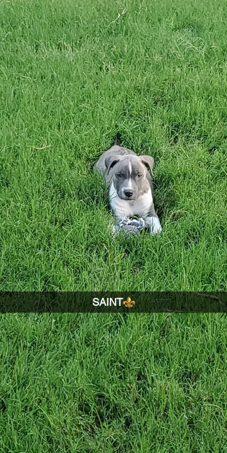 SAINT, an American Pit Bull Terrier and American Staffordshire Terrier mix tested with EmbarkVet.com