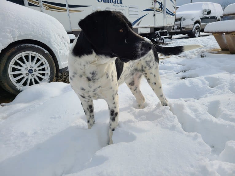 Millie, a Labrador Retriever and Great Pyrenees mix tested with EmbarkVet.com