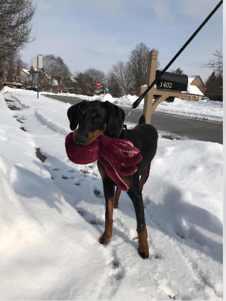 Arlo, a Doberman Pinscher tested with EmbarkVet.com