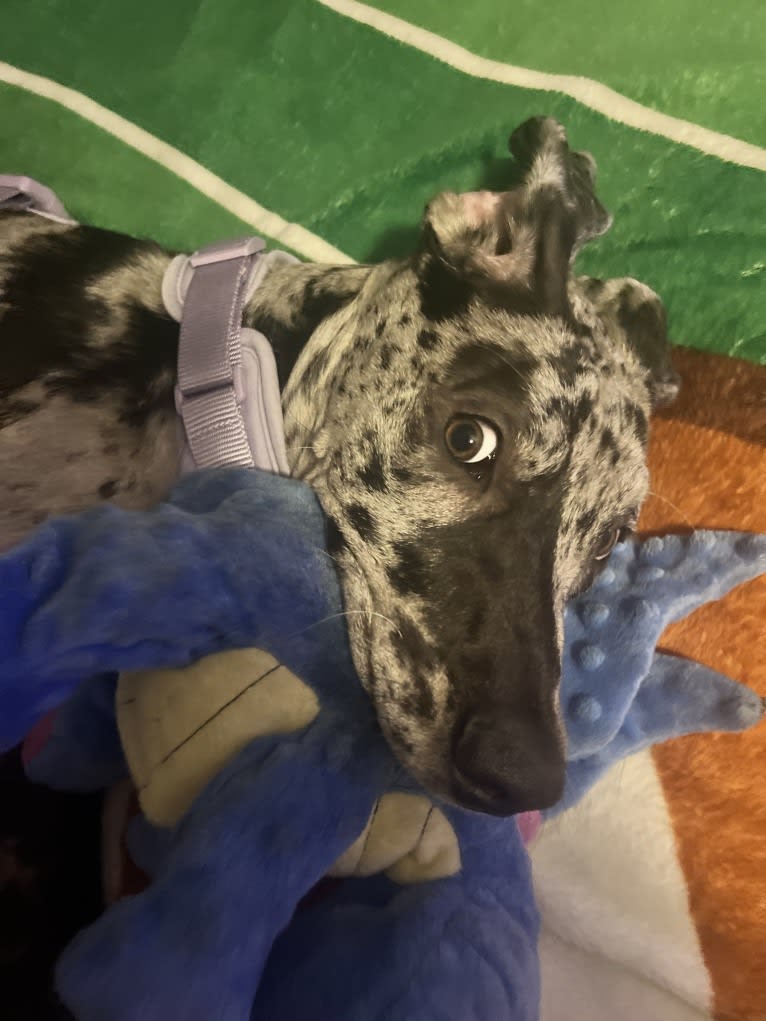 Dream Hunter, a Great Dane tested with EmbarkVet.com
