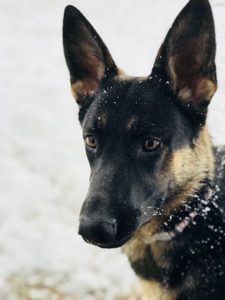 Princess Leia, a German Shepherd Dog tested with EmbarkVet.com