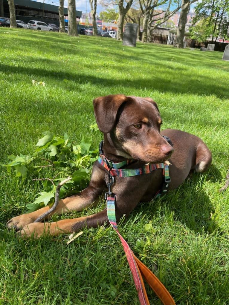 Bustelo, an American Pit Bull Terrier and Australian Cattle Dog mix tested with EmbarkVet.com