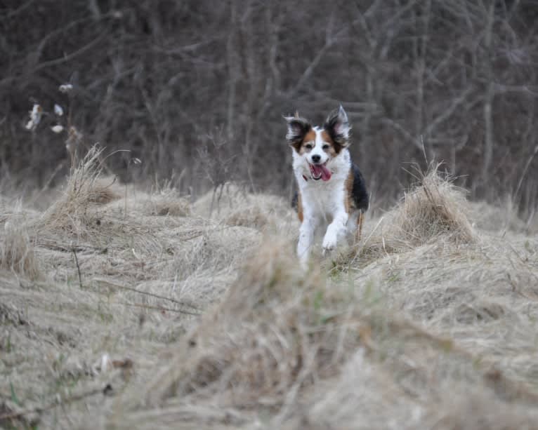 Turbo, an English Setter and Brittany mix tested with EmbarkVet.com