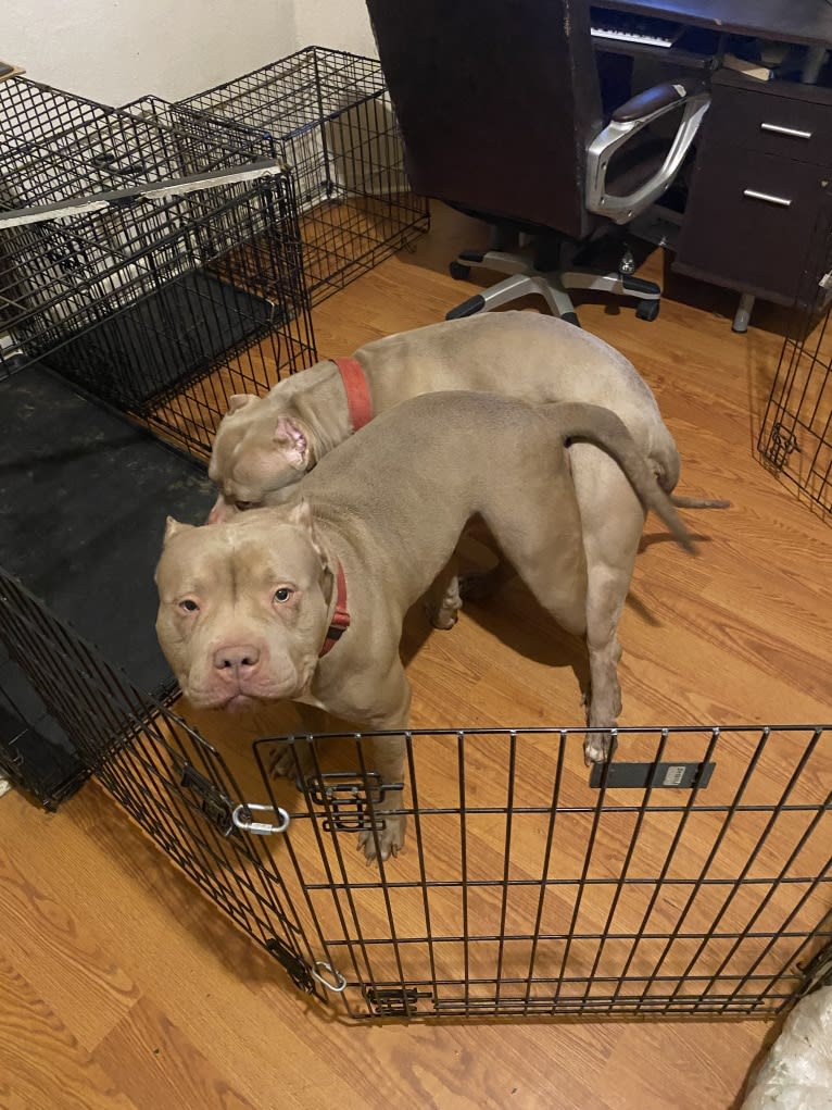 Giannis, an American Bully tested with EmbarkVet.com