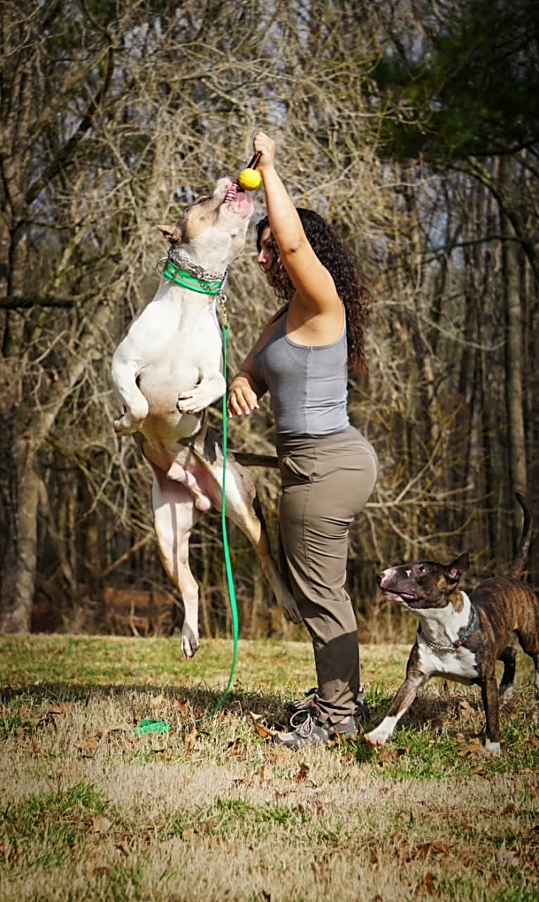 Koda, an American Bully tested with EmbarkVet.com