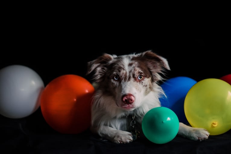 Asher, a Border Collie tested with EmbarkVet.com