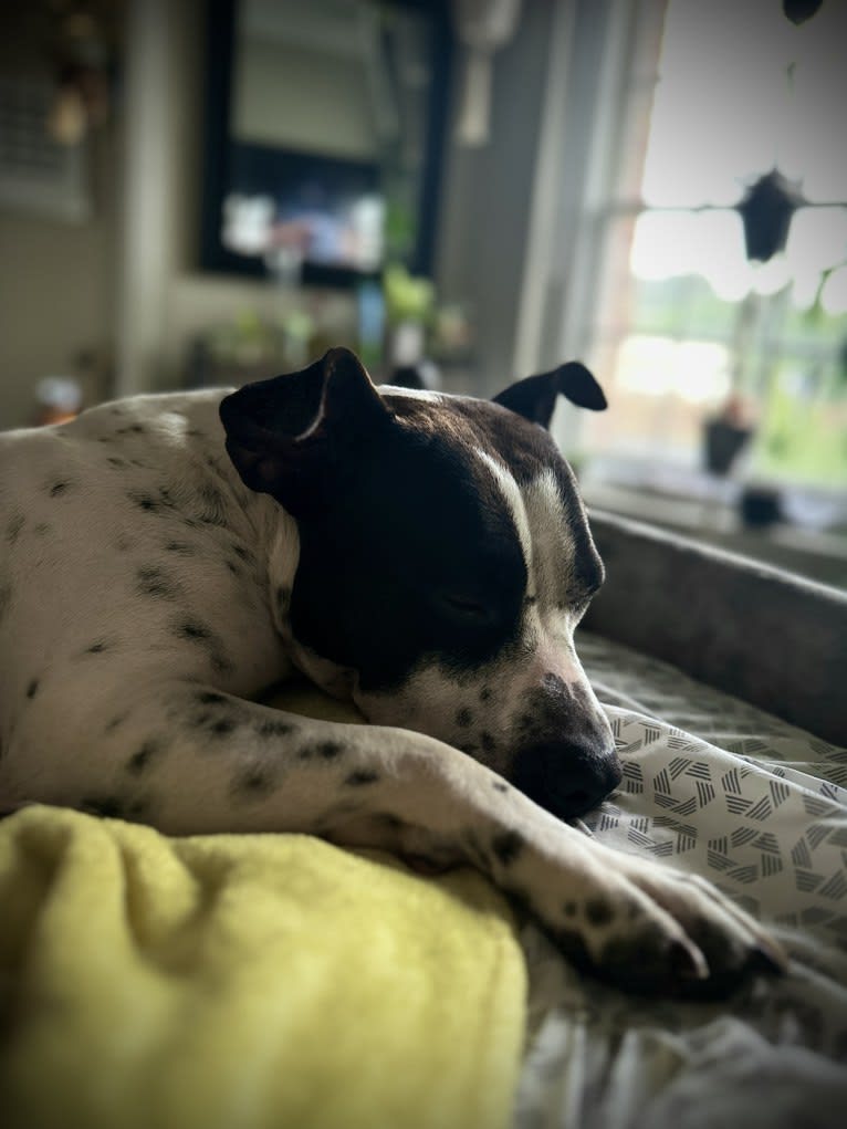 Rita, an American Bully and American Pit Bull Terrier mix tested with EmbarkVet.com