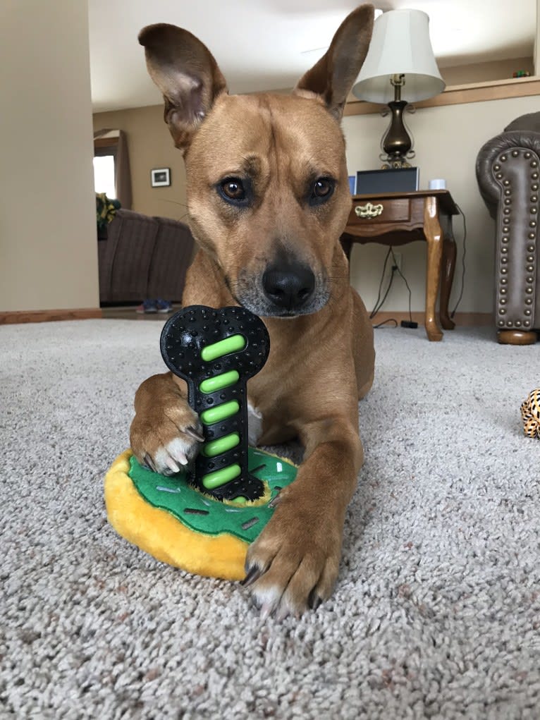 Trevor, an American Pit Bull Terrier and German Shepherd Dog mix tested with EmbarkVet.com