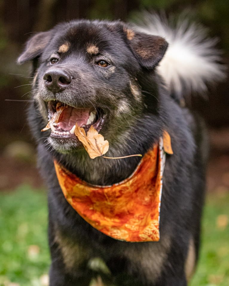 Kaiju Bear, an Akita and Alaskan Malamute mix tested with EmbarkVet.com