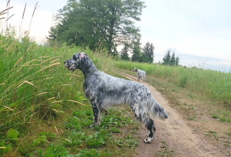 Kent, an English Setter tested with EmbarkVet.com