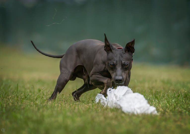 Rip It Up Tag @ Stardust, an American Hairless Terrier tested with EmbarkVet.com