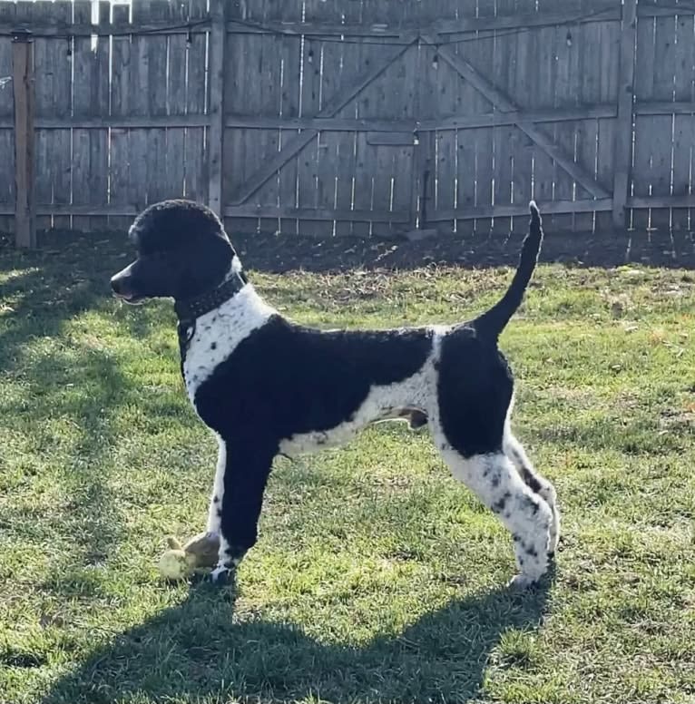 Archie, a Poodle tested with EmbarkVet.com