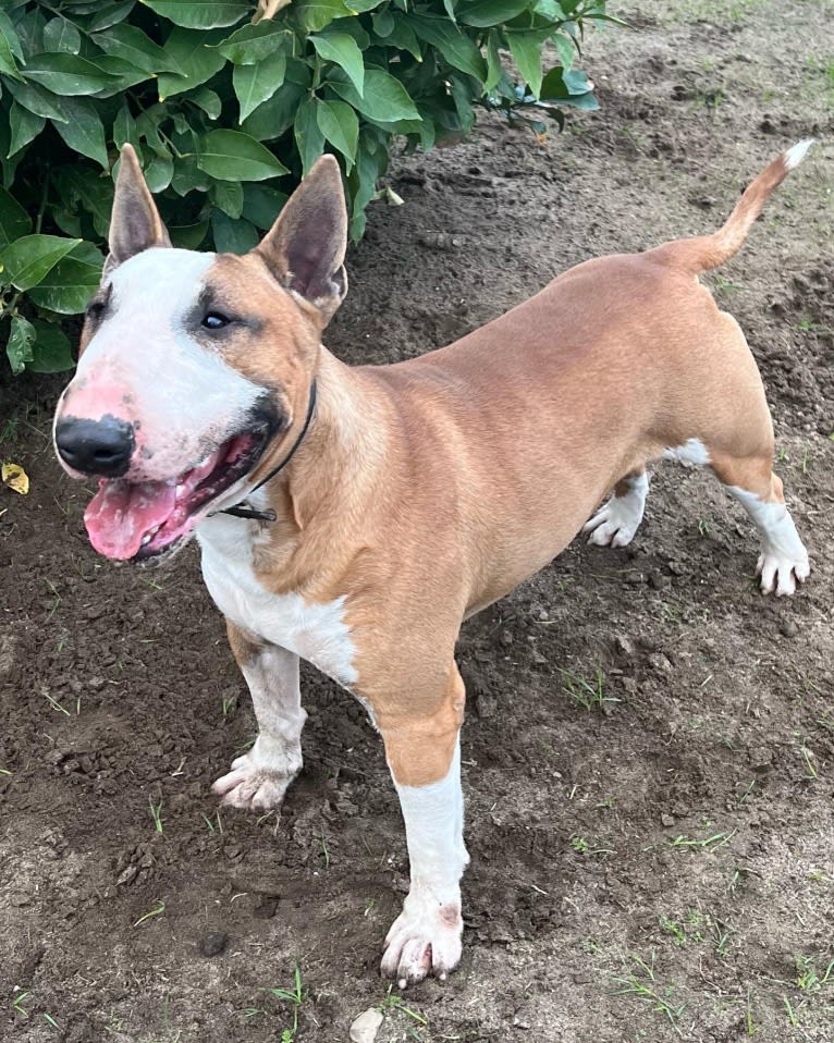 Julius Caesar, a Bull Terrier tested with EmbarkVet.com