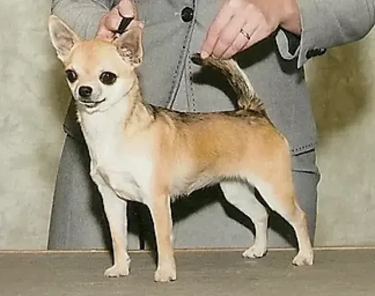 Journey, a Chihuahua tested with EmbarkVet.com