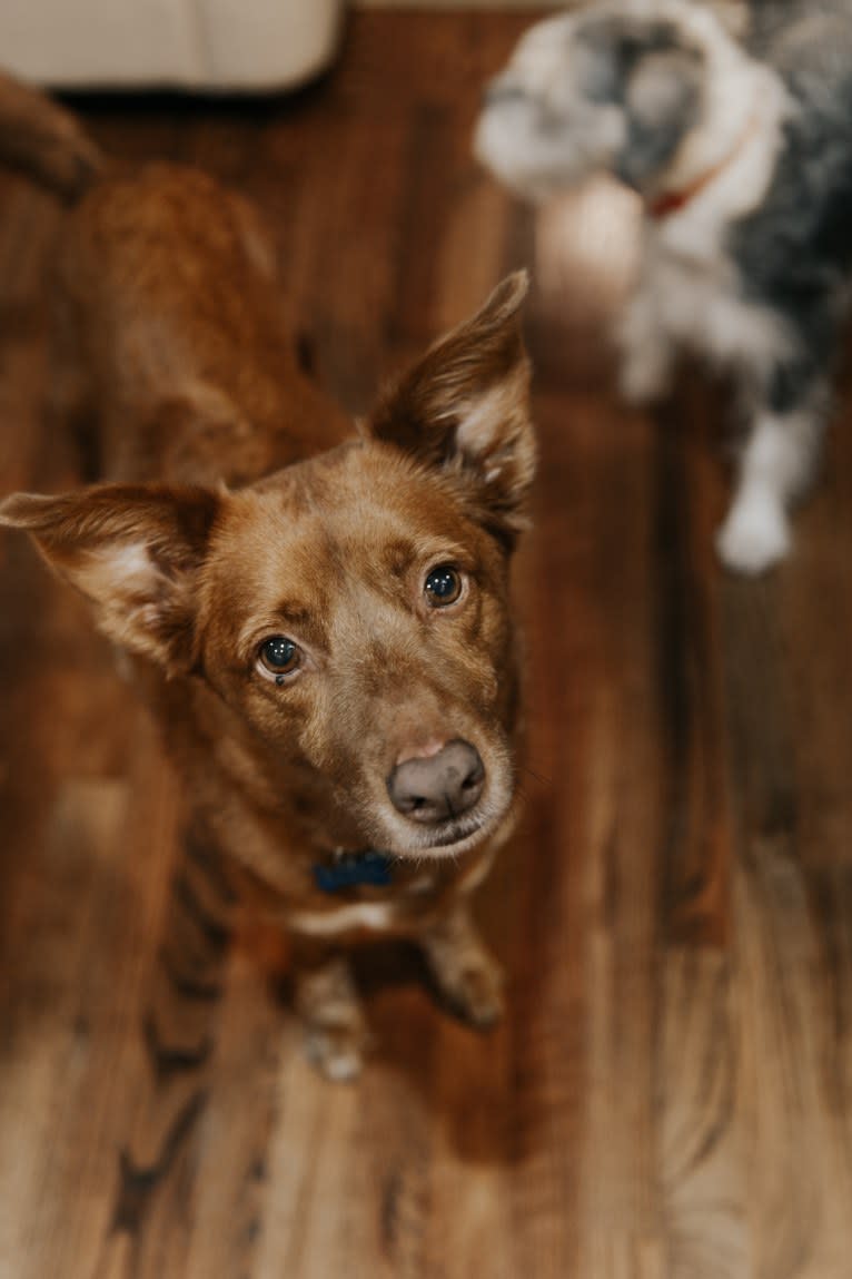 Kona, a Siberian Husky and Labrador Retriever mix tested with EmbarkVet.com