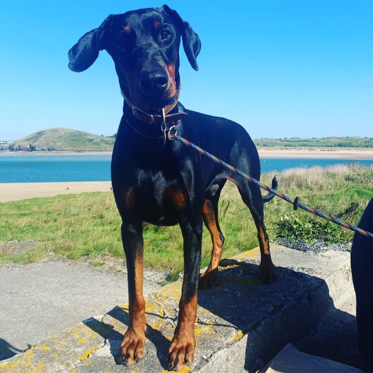 Toby, a Doberman Pinscher tested with EmbarkVet.com