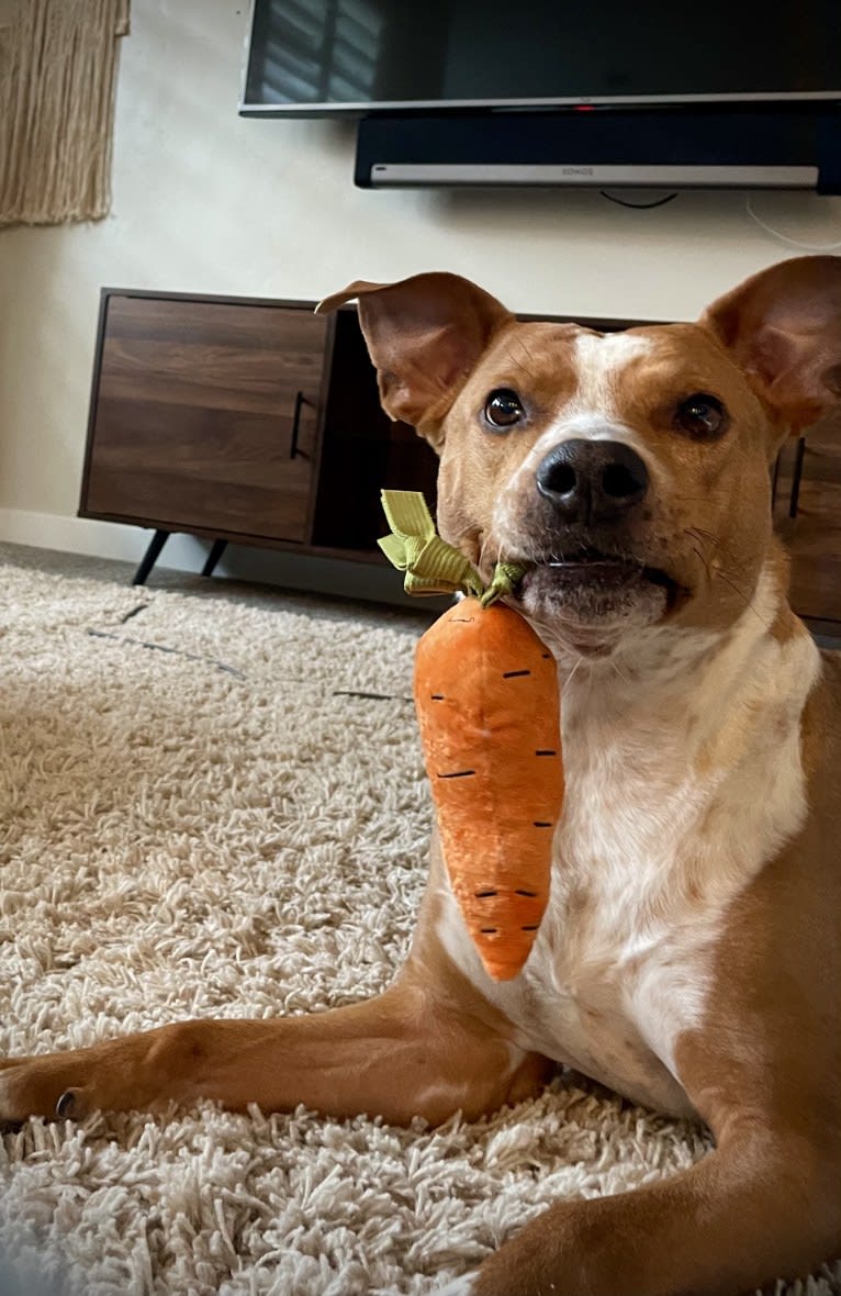 Brock, an Australian Cattle Dog and American Pit Bull Terrier mix tested with EmbarkVet.com