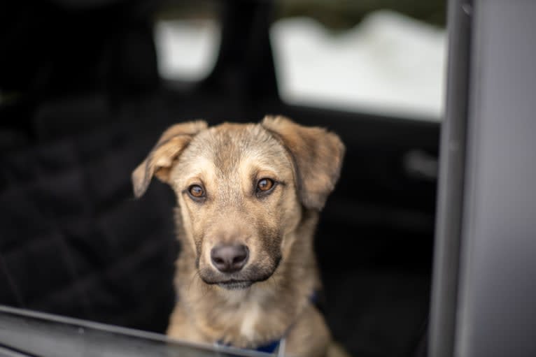 Sunshine, a Saint Bernard and American Pit Bull Terrier mix tested with EmbarkVet.com