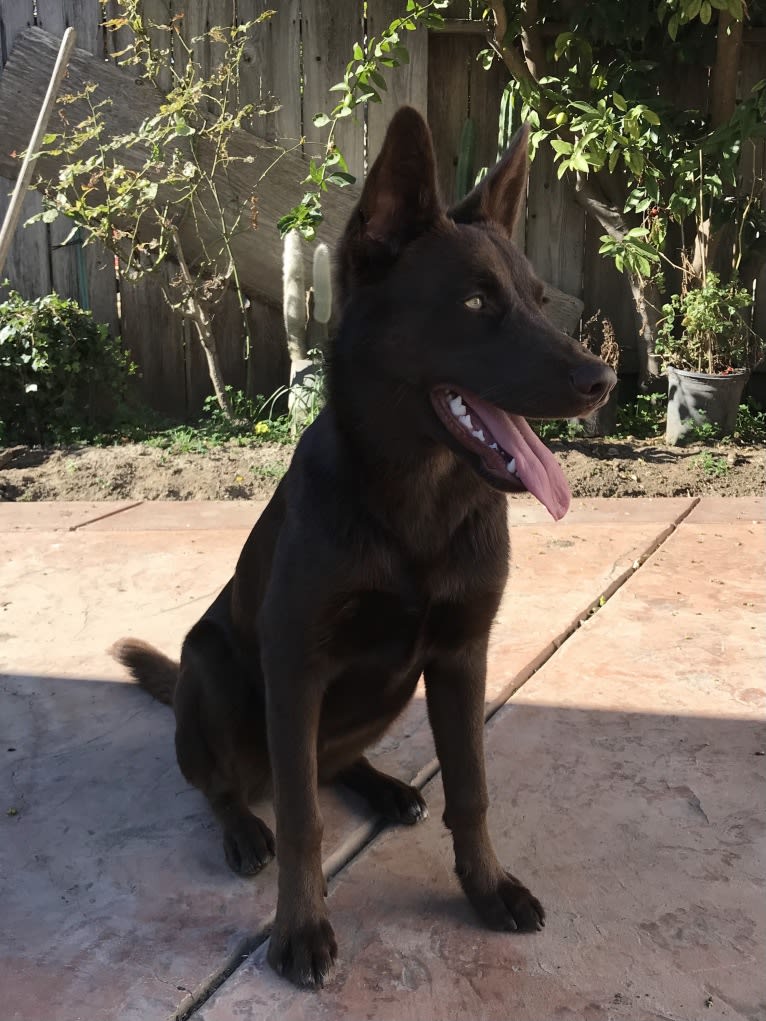 Hennessy, a Siberian Husky and Weimaraner mix tested with EmbarkVet.com