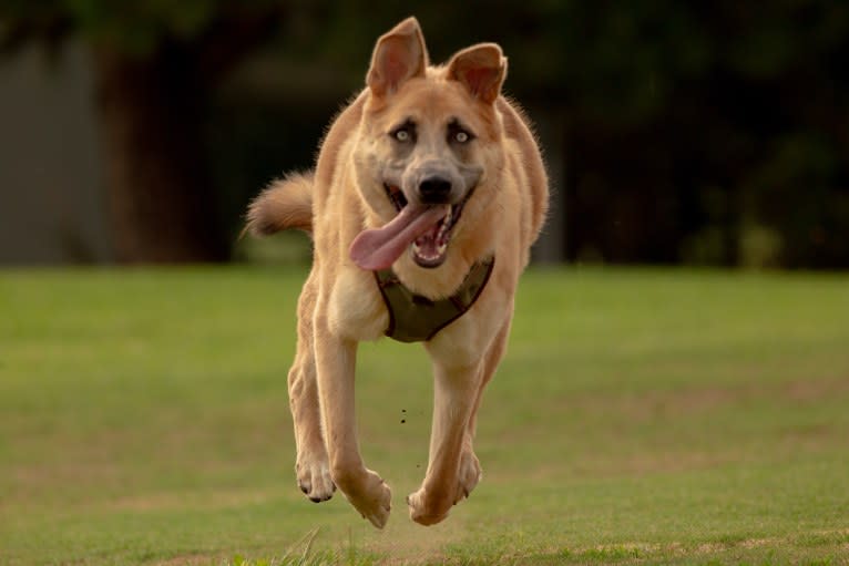 Boban, a German Shepherd Dog and Great Pyrenees mix tested with EmbarkVet.com