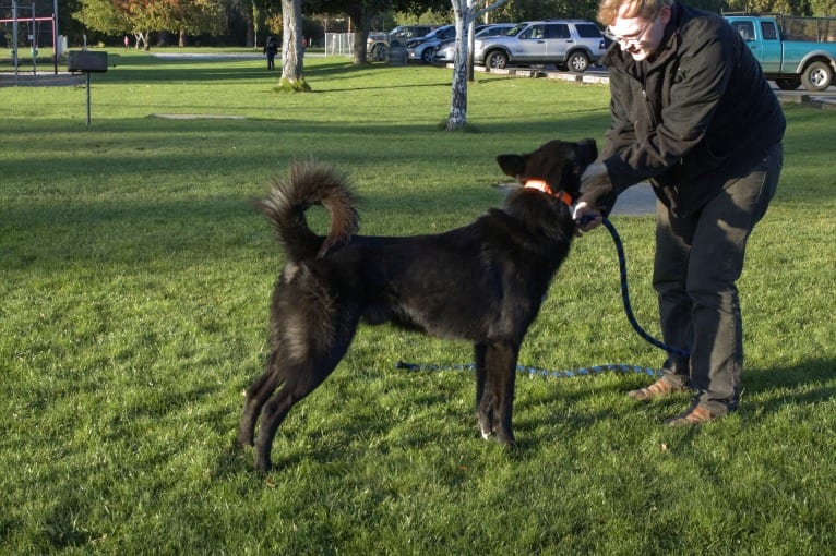 Warden, a Karelian Bear Dog and Irish Wolfhound mix tested with EmbarkVet.com