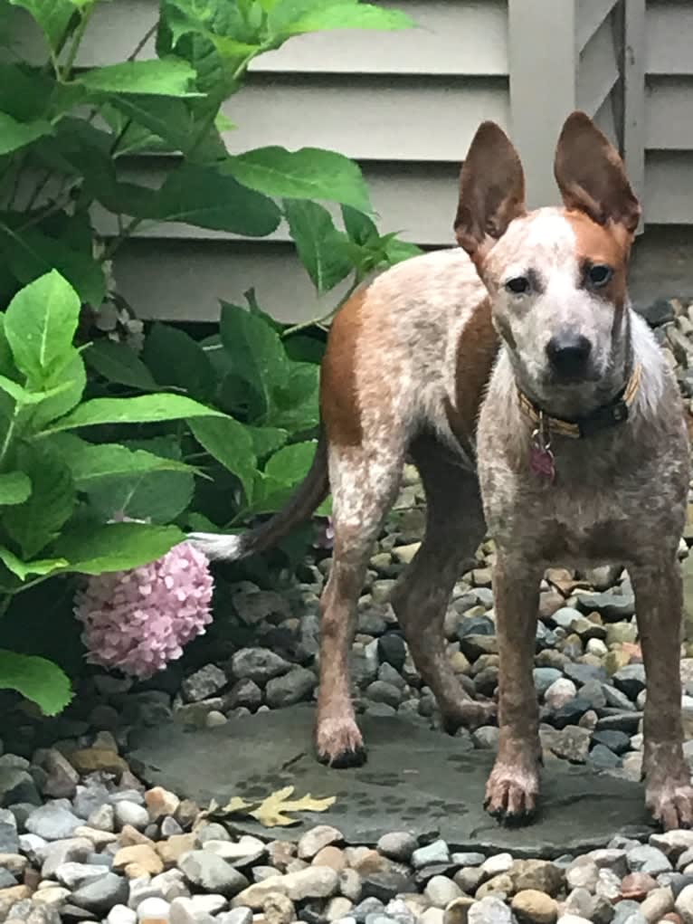 EmmyLou, an Australian Cattle Dog and American Pit Bull Terrier mix tested with EmbarkVet.com