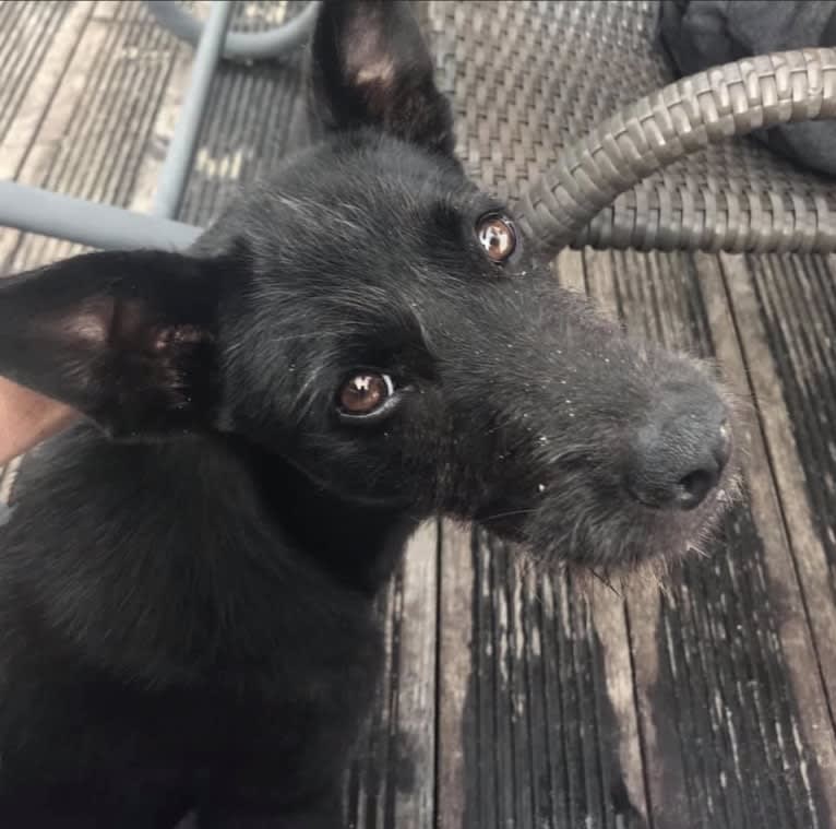 Samui, a Southeast Asian Village Dog and Poodle (Small) mix tested with EmbarkVet.com