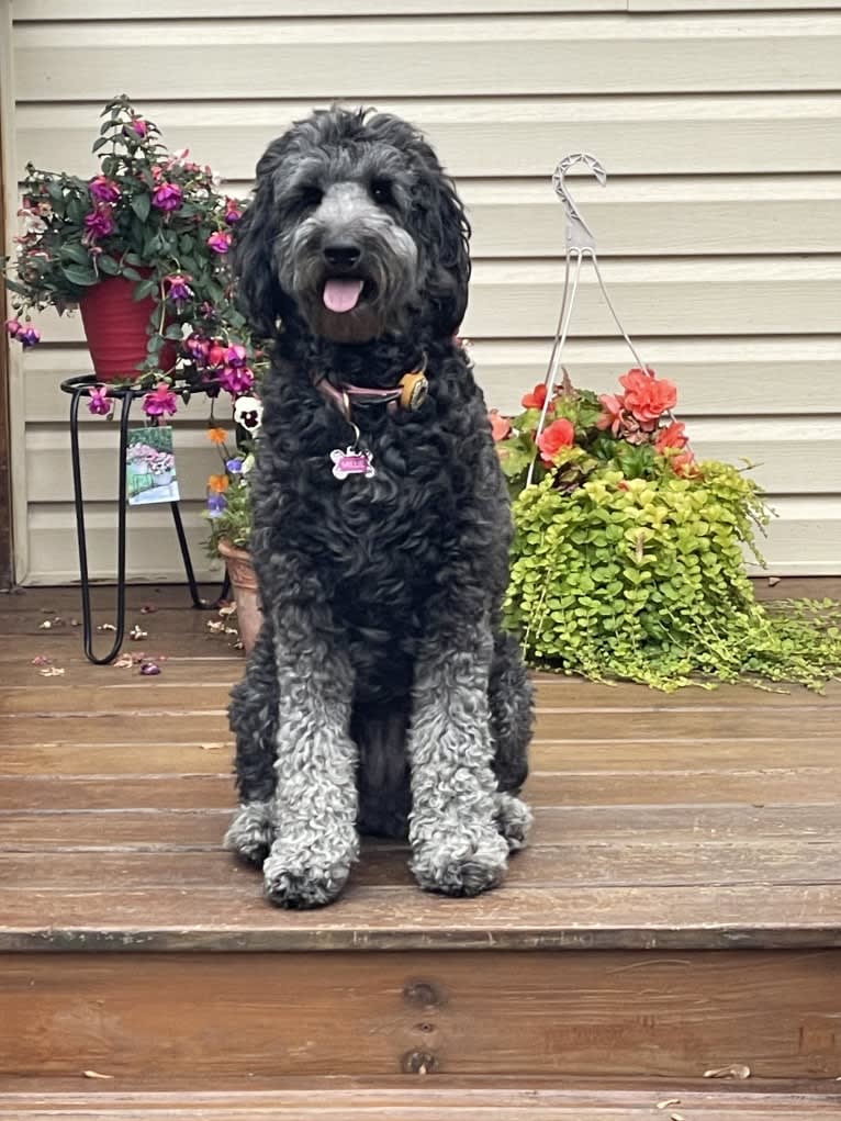 Millie, a Poodle (Standard) and Australian Shepherd mix tested with EmbarkVet.com