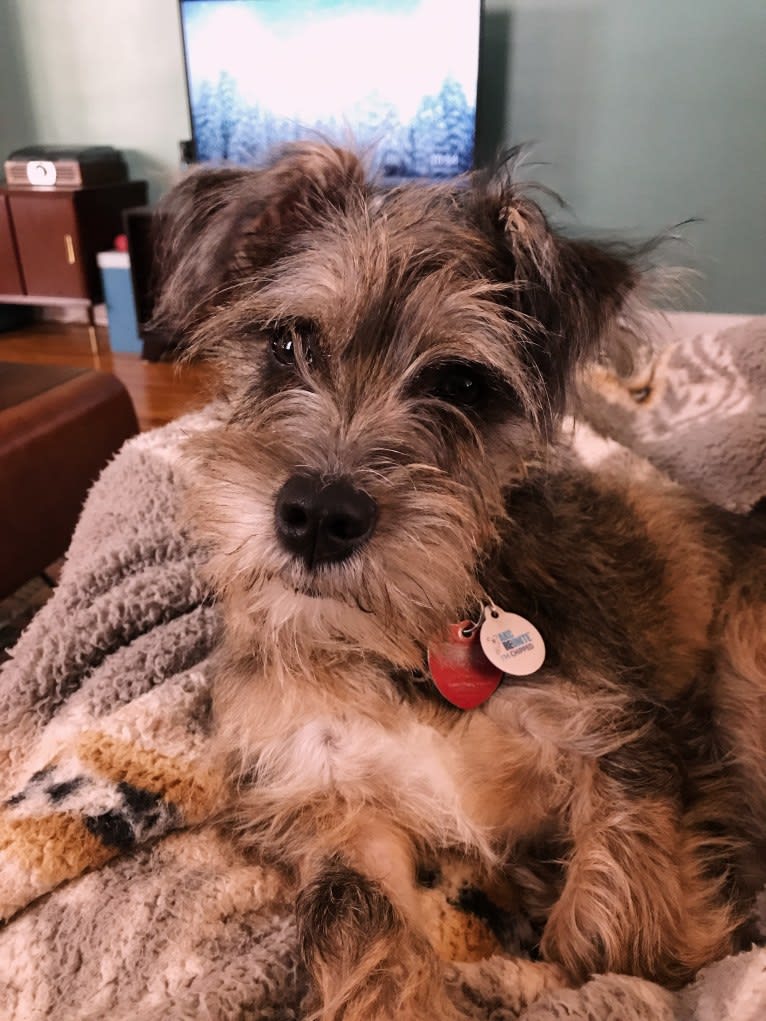 Adelaide, a Miniature Schnauzer and Boston Terrier mix tested with EmbarkVet.com