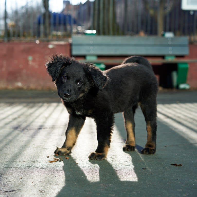 Lucy, a Labrador Retriever and Siberian Husky mix tested with EmbarkVet.com