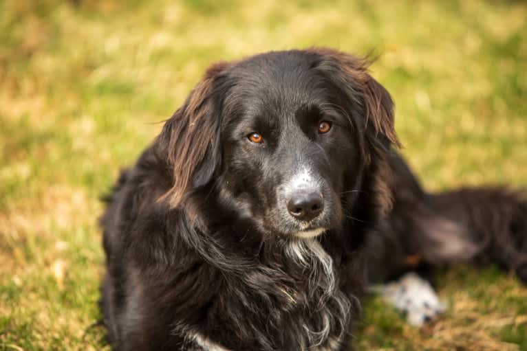 Simon, a Great Pyrenees and Labrador Retriever mix tested with EmbarkVet.com