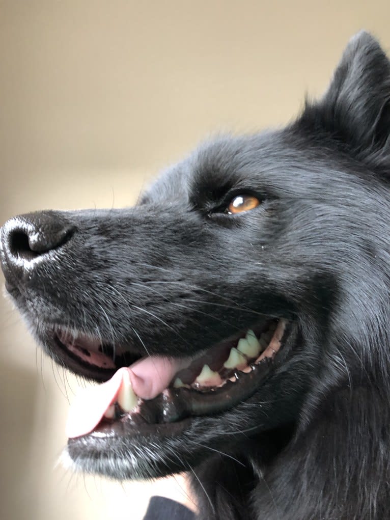 Oliver, a Siberian Husky and Labrador Retriever mix tested with EmbarkVet.com