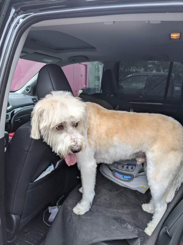 Cam, a Miniature Schnauzer and Cocker Spaniel mix tested with EmbarkVet.com