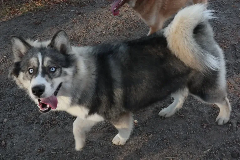 Iroh, a Siberian Husky tested with EmbarkVet.com