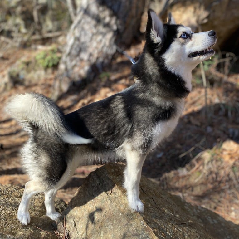 NIJA (Na•yah), a Pomsky tested with EmbarkVet.com